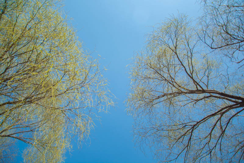 春树映蓝天图片