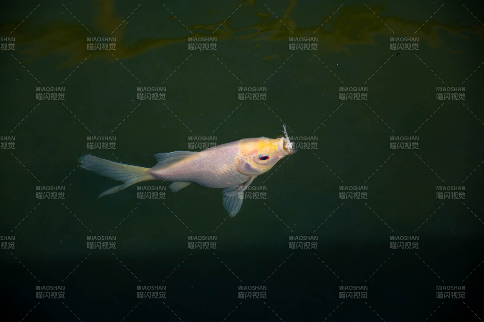 水中游动的金鱼图片