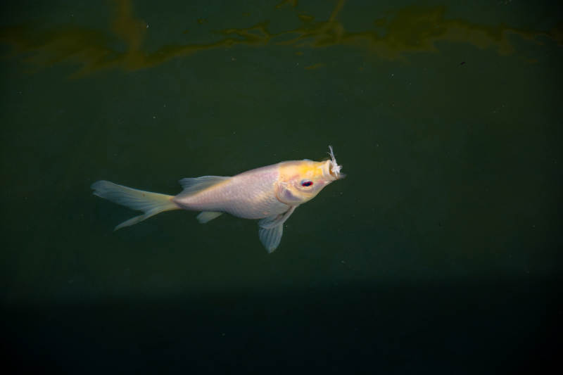 水中游动的金鱼图片