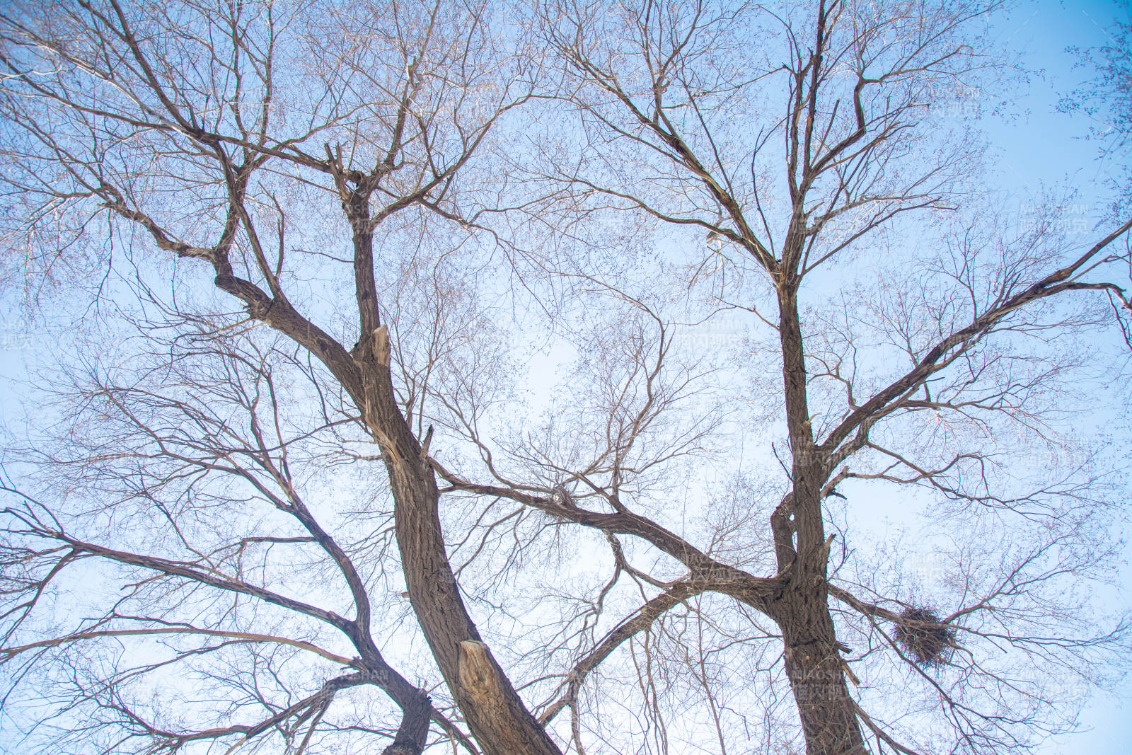 枯树仰望蓝天图片