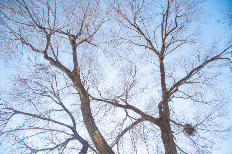 枯树仰望蓝天图片
