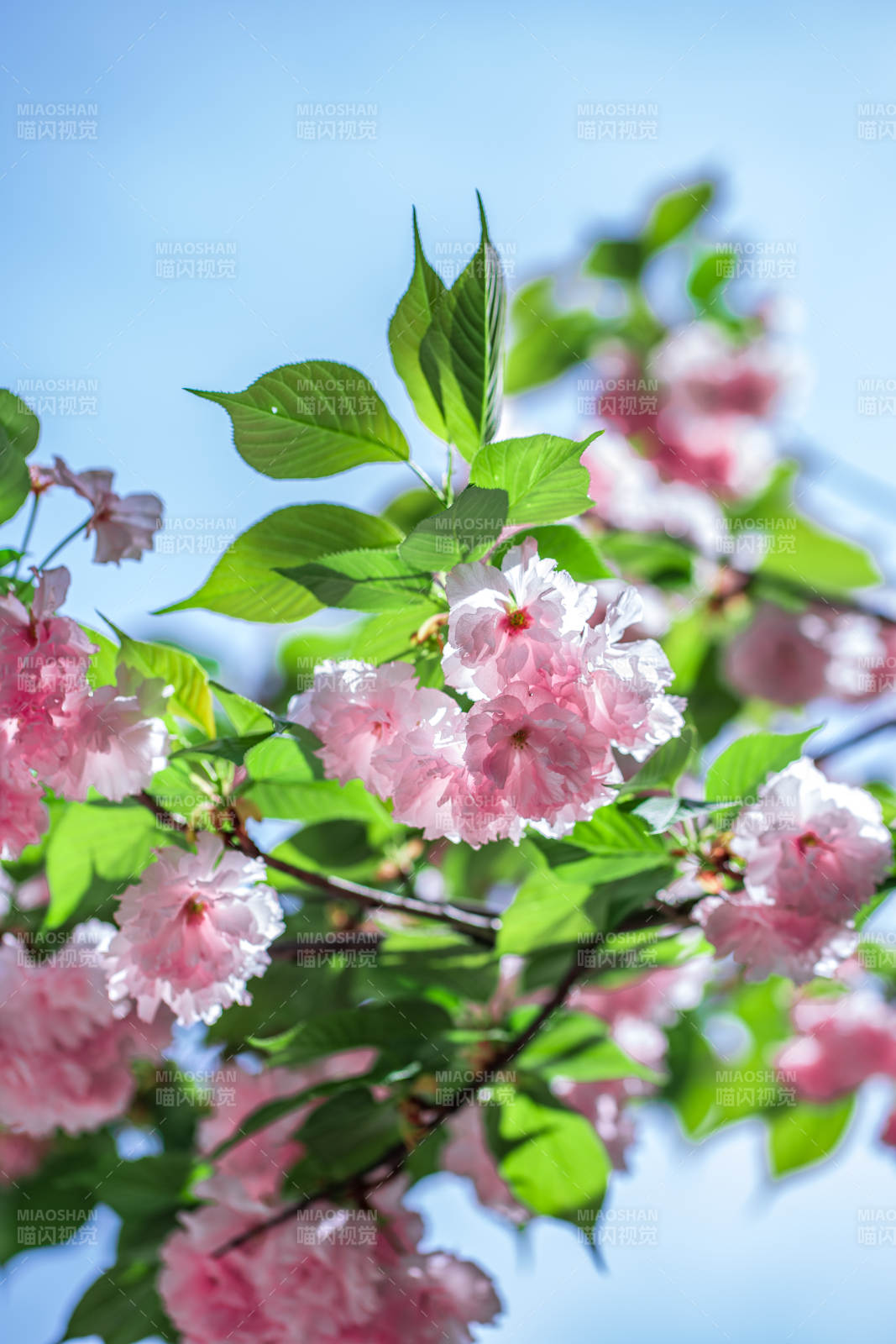 春天蓝天下盛开的樱花图片