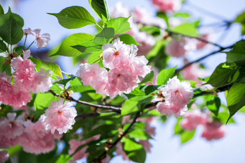 春天蓝天下盛开的樱花图片