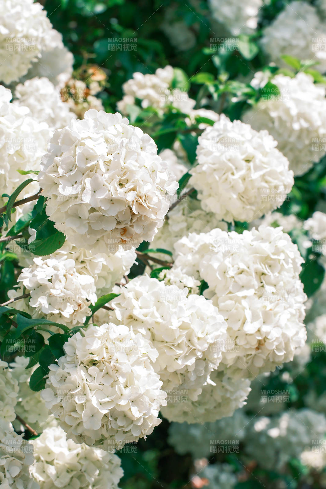 洁白绣球花绽放图片