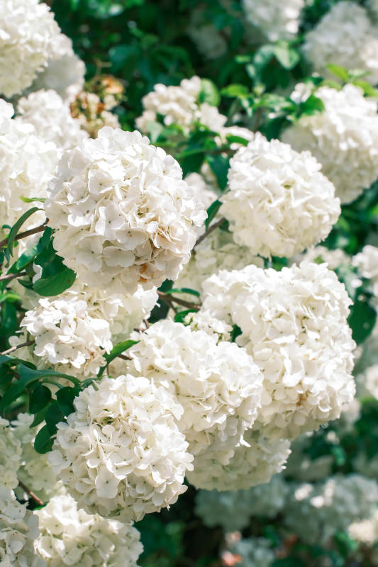 洁白绣球花绽放图片