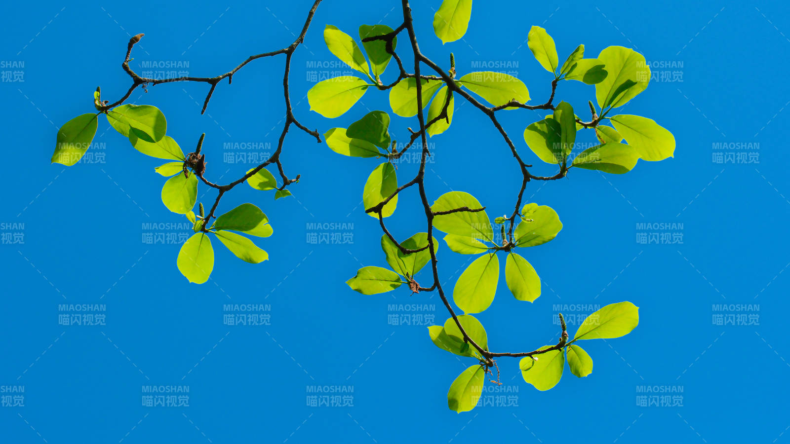 绿叶枝头映蓝天图片