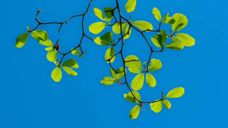 绿叶枝头映蓝天图片