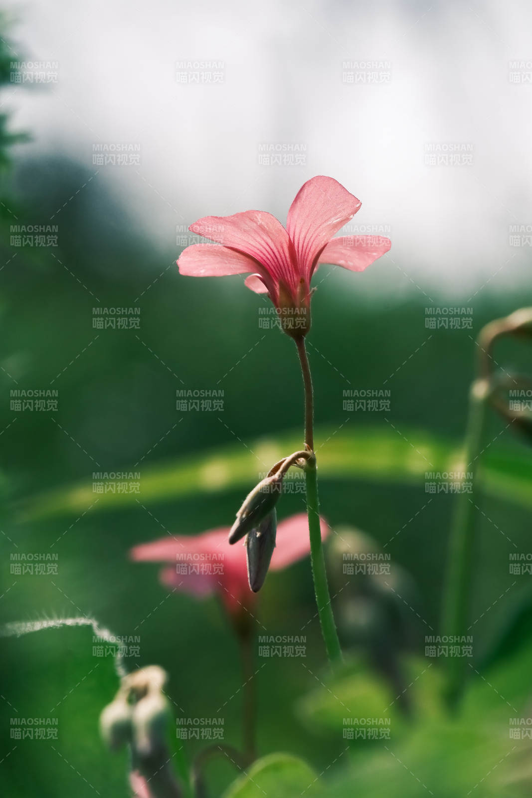 粉花绽放 静谧自然图片