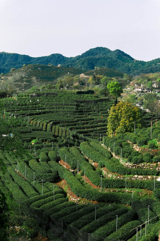 茶园梯田风光图片