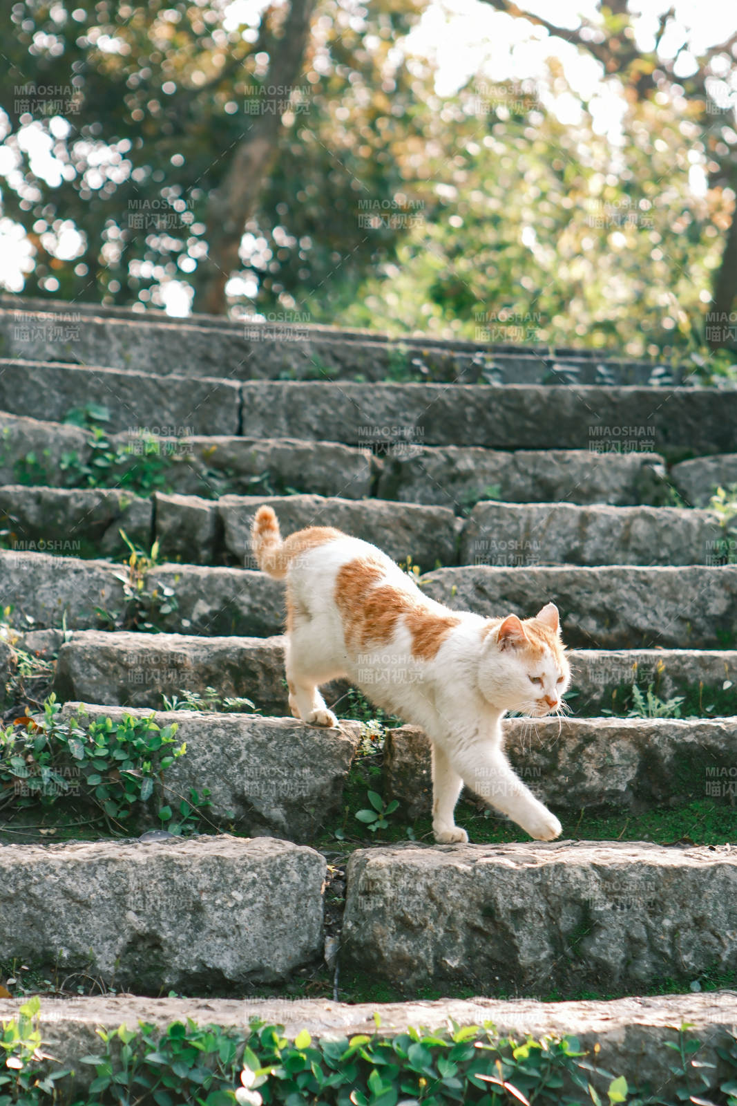 猫步石阶图片