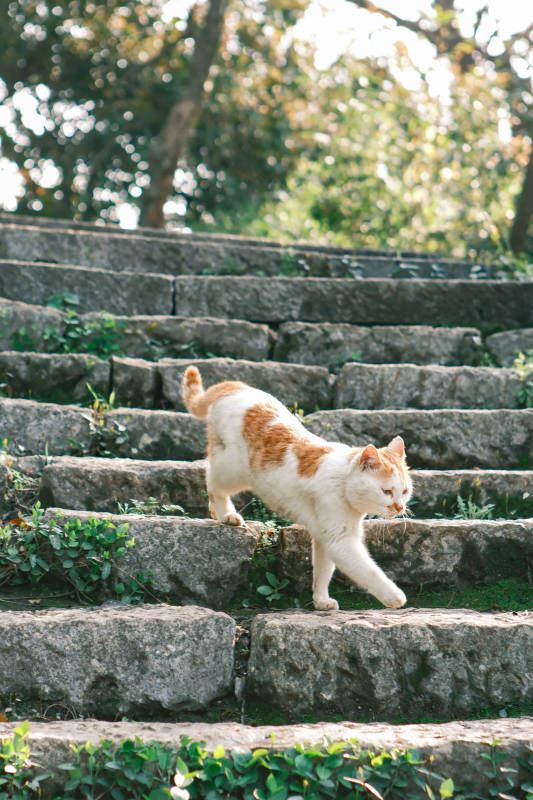 猫步石阶图片