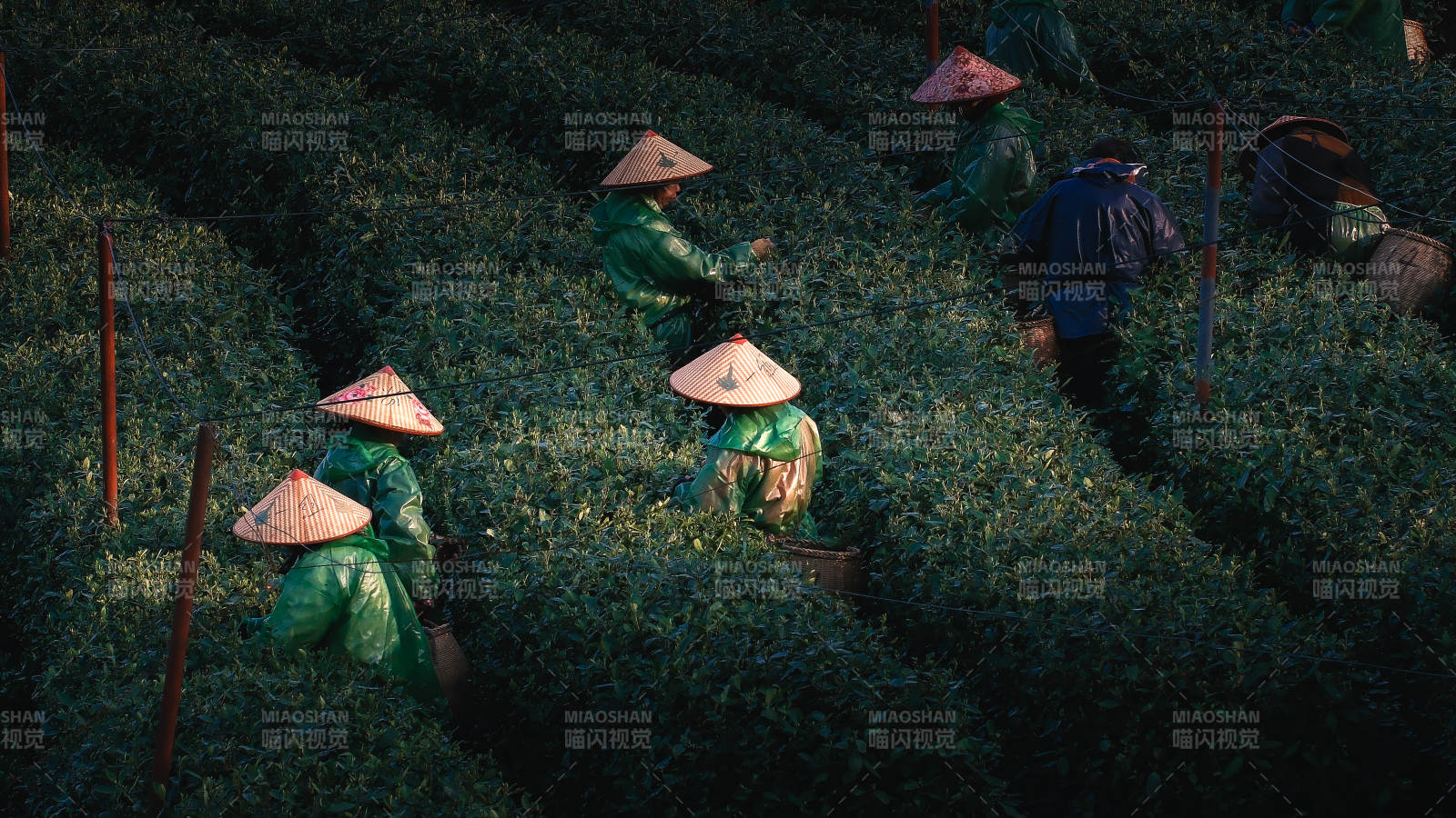 茶园采茶人图片