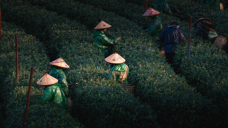 茶园采茶人图片