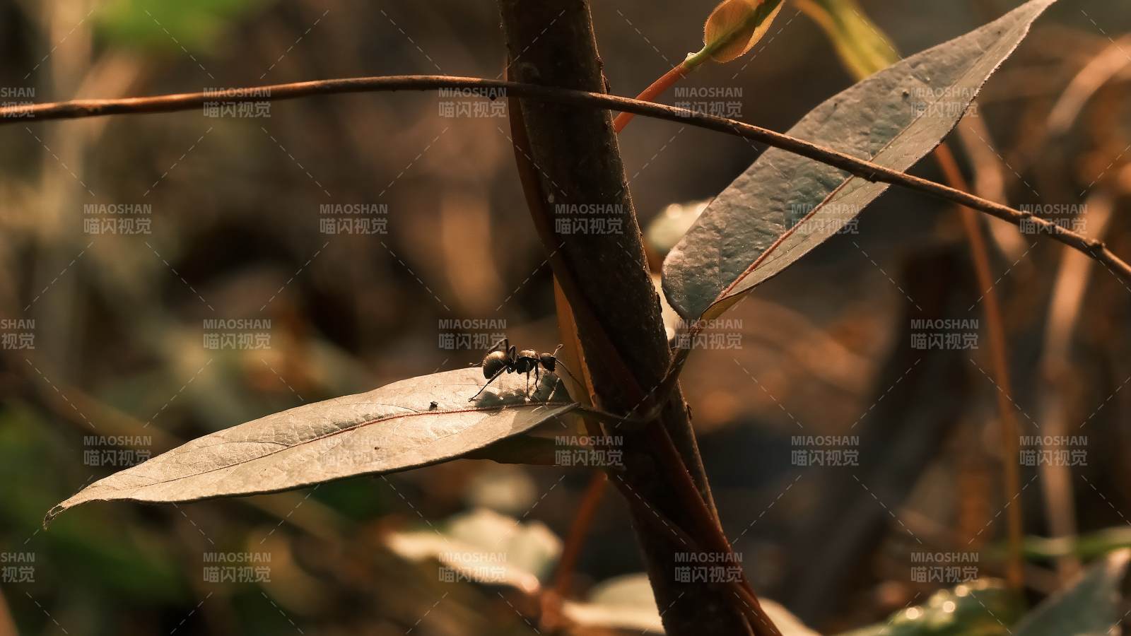 叶上小虫栖息图片