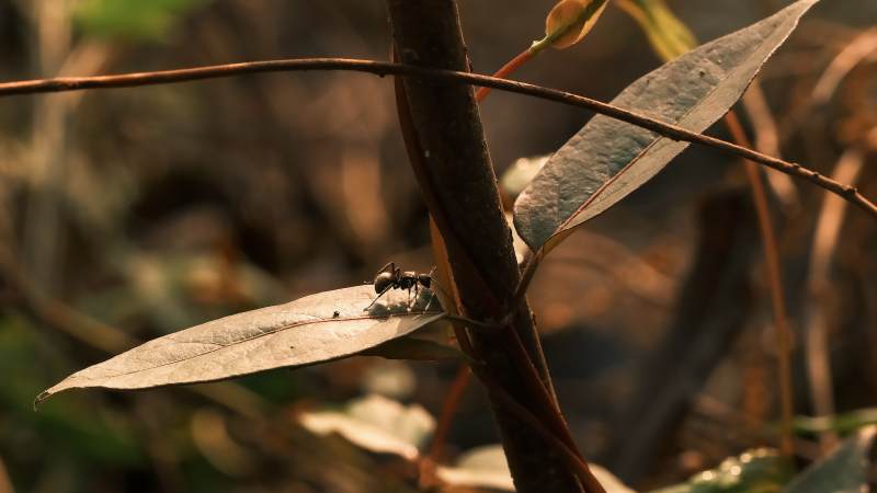 叶上小虫栖息图片