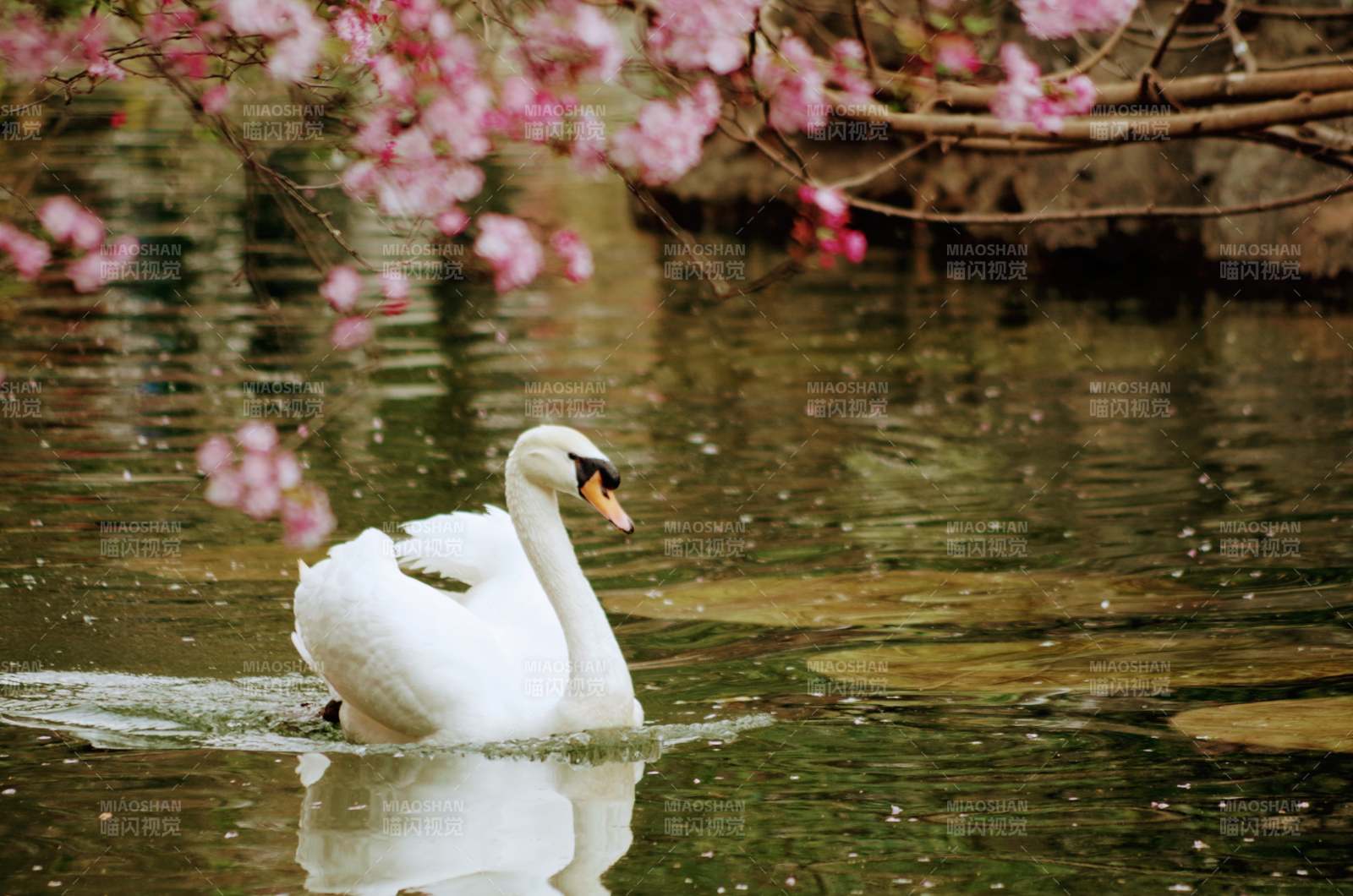 樱花下的天鹅图片