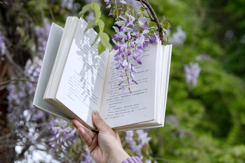 书页间的紫藤花图片