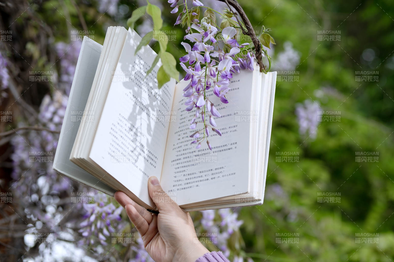 书页间的紫藤花图片