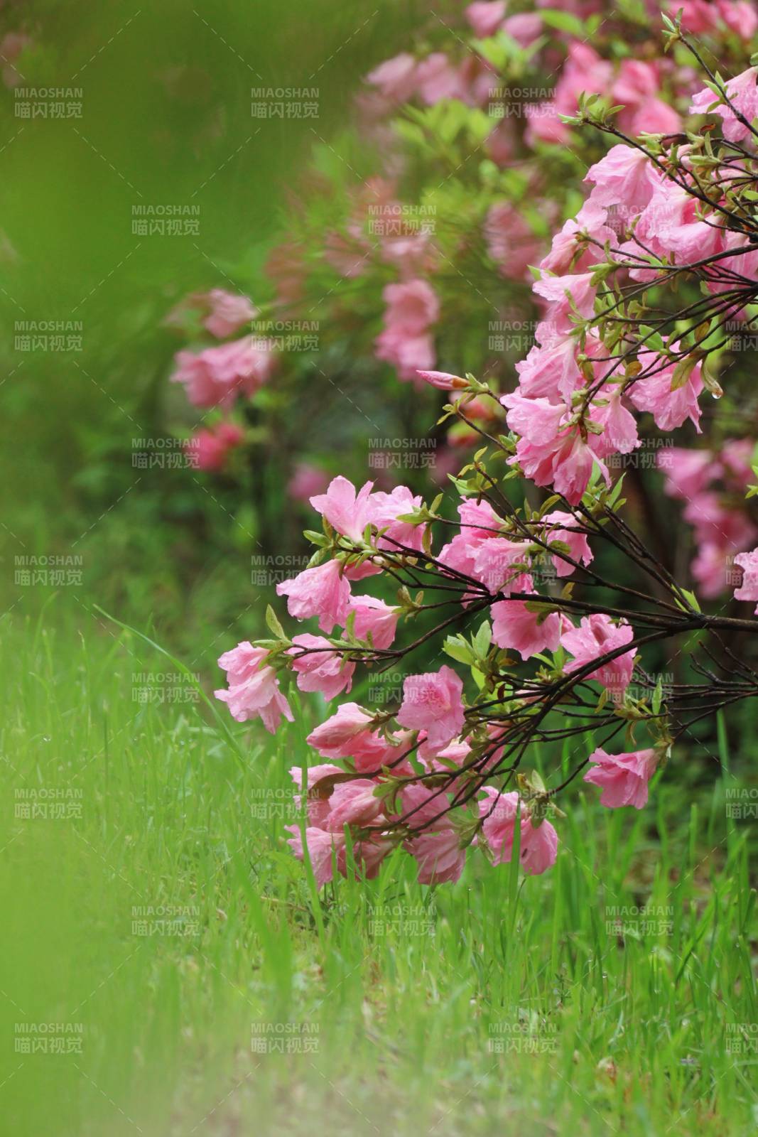 粉花绿草春意浓图片