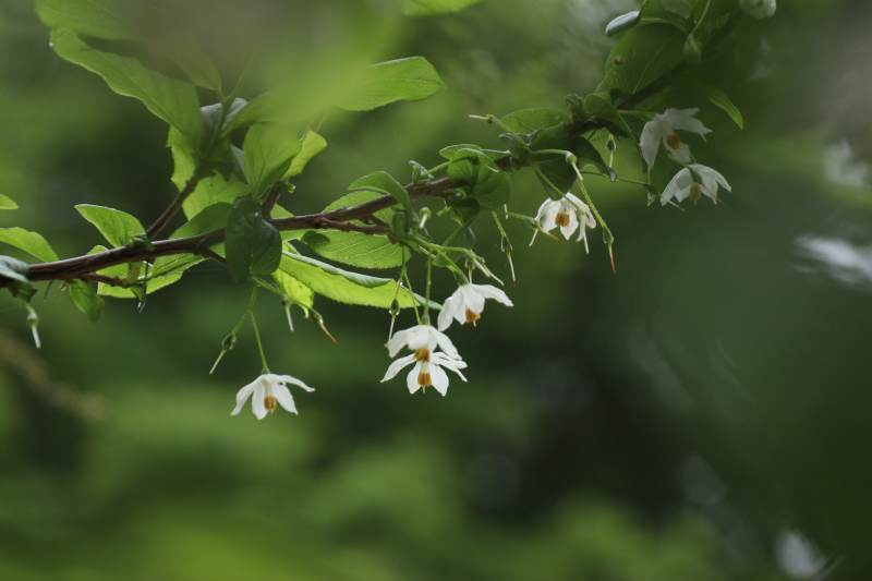 枝头白花绽放图片