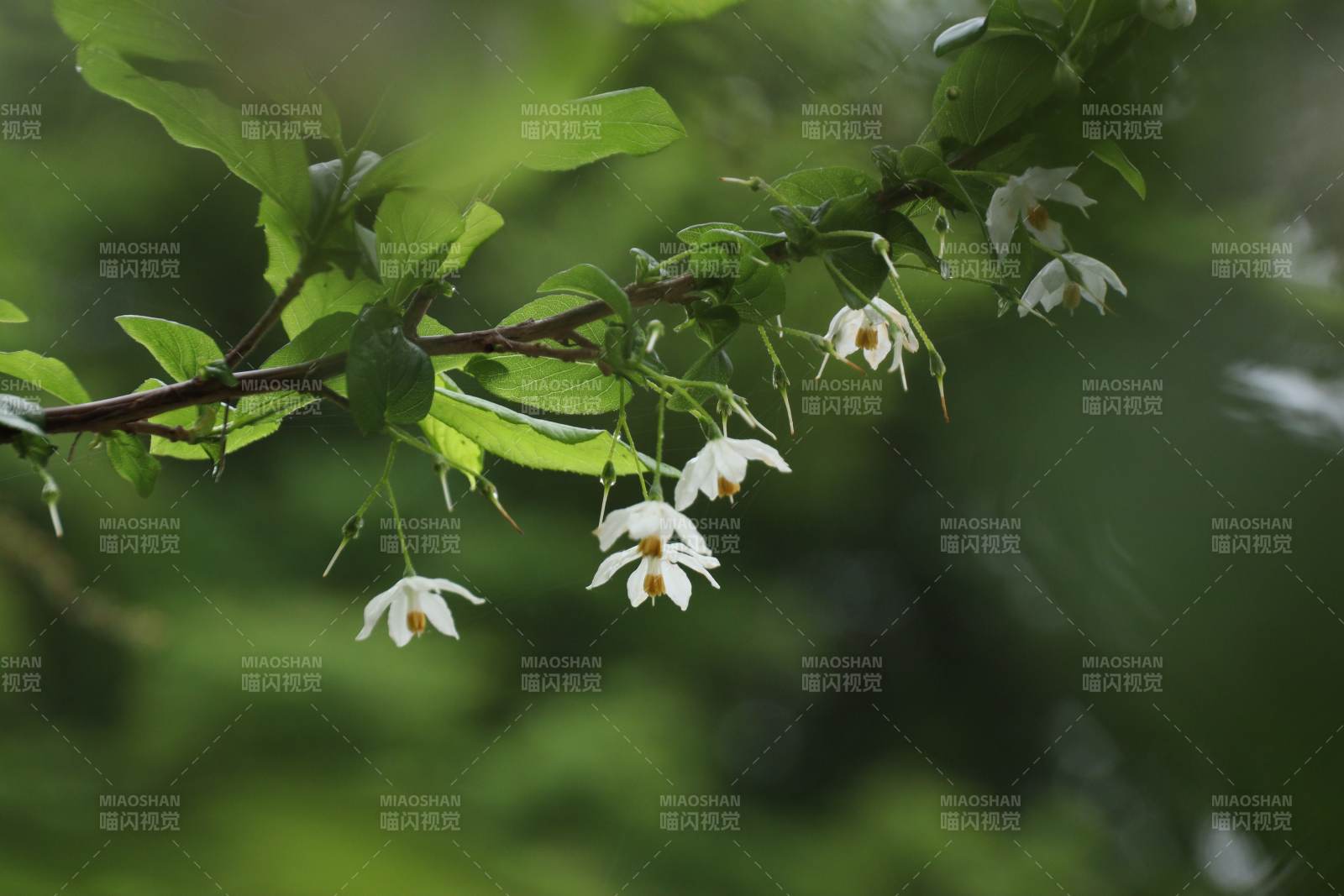 枝头白花绽放图片