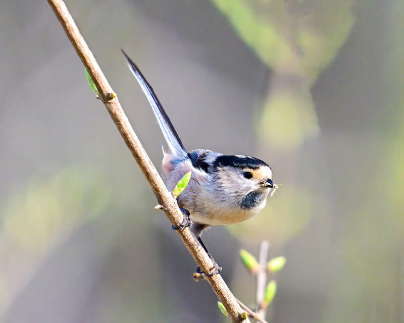 银喉长尾山雀栖枝图片