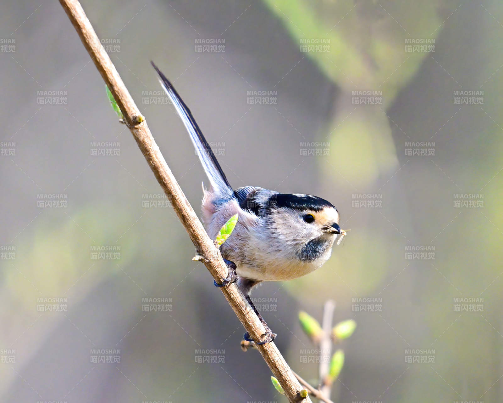 银喉长尾山雀栖枝图片