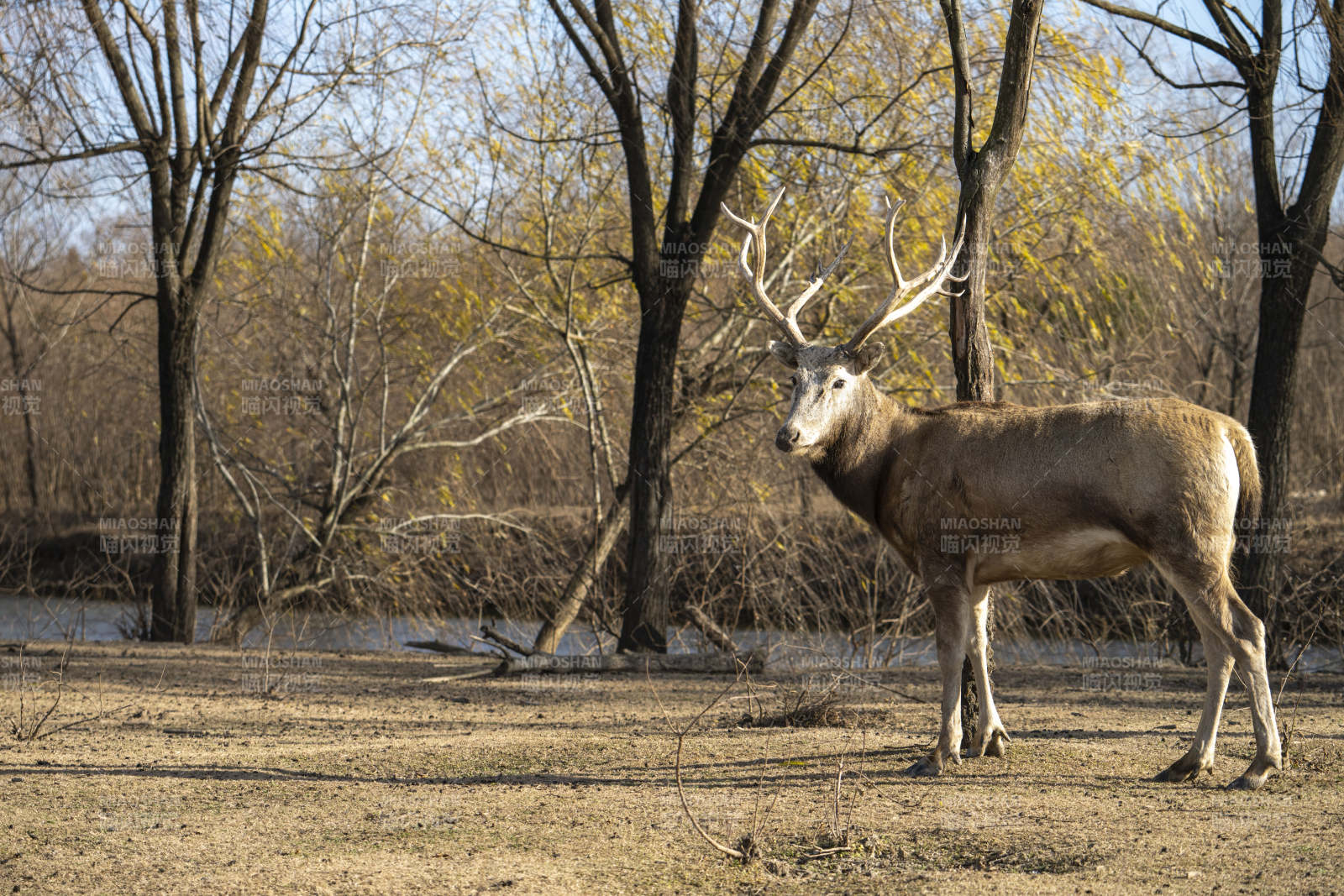 鹿在林间漫步图片