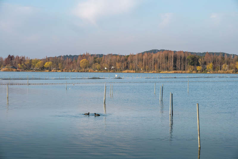 江苏无锡蠡口湖面嬉戏水鸟图片