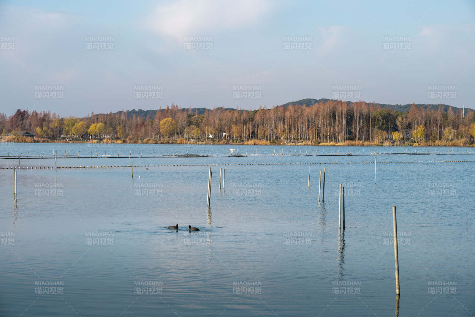 江苏无锡蠡口湖面嬉戏水鸟图片