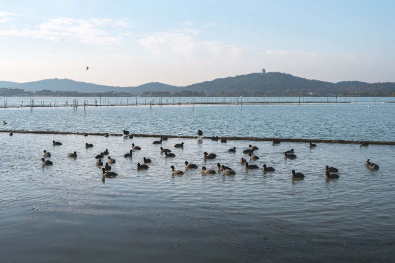 湖畔群鸭戏水图片