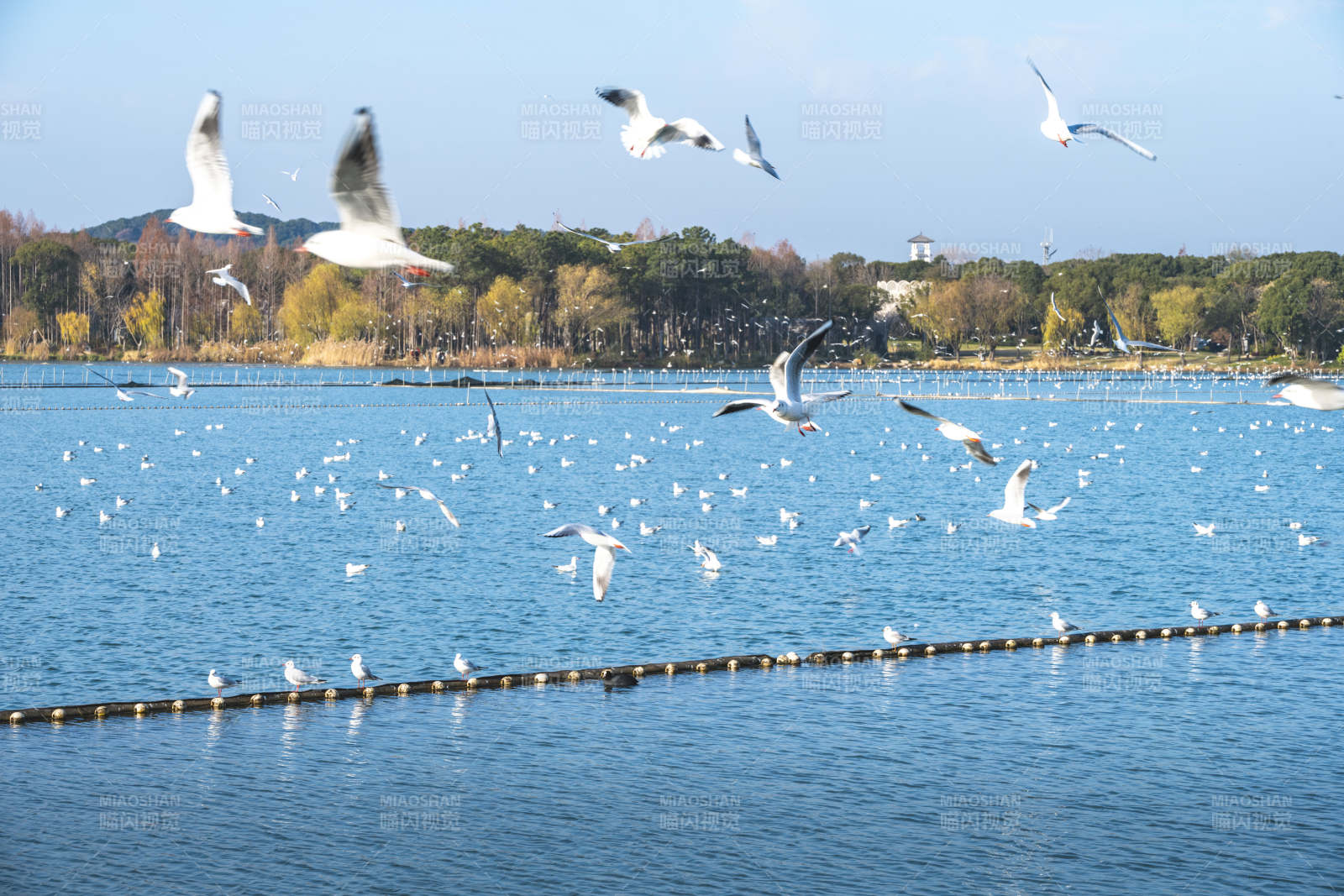 湖上群鸟飞翔图片