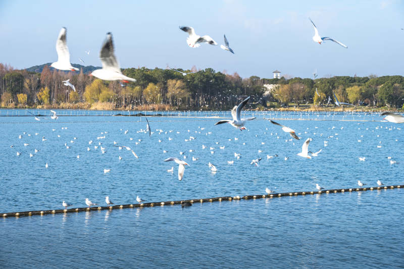 湖上群鸟飞翔图片
