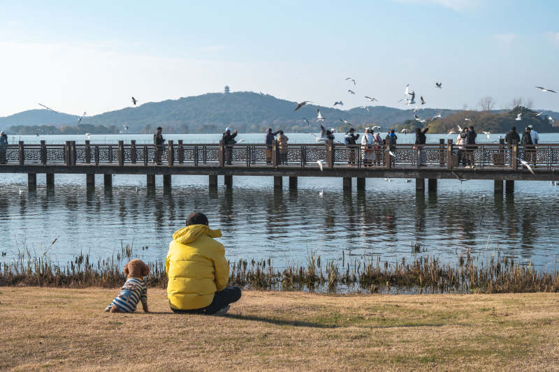湖畔静坐观飞鸟图片