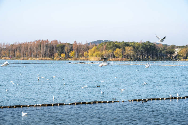 湖上白鹭翩跹图片