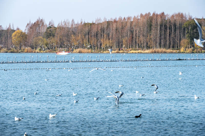 湖上飞鸟翩跹图片