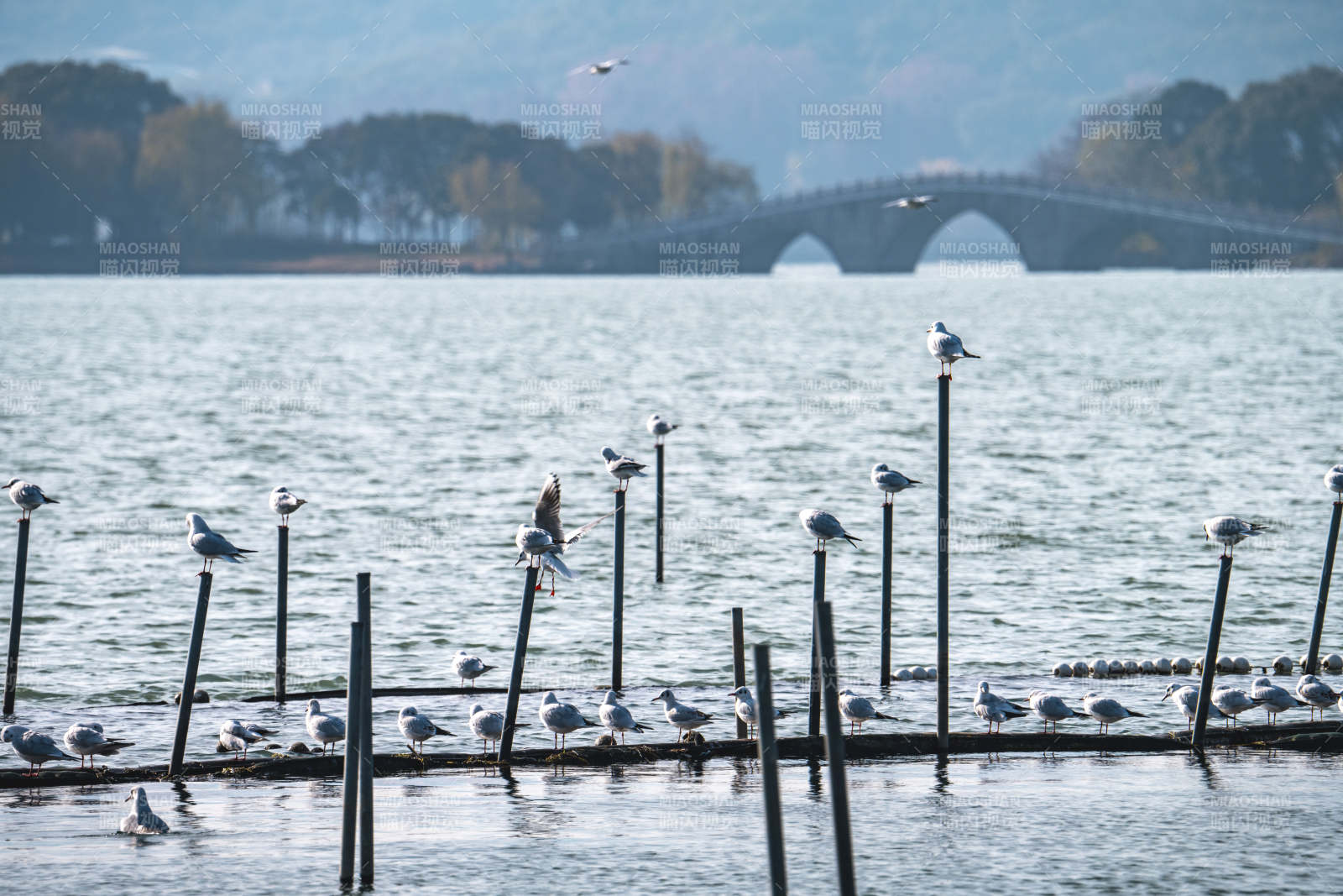 湖畔栖鸟图图片