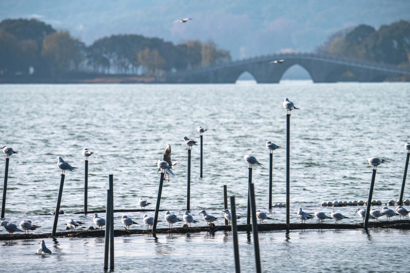 湖畔栖鸟图图片
