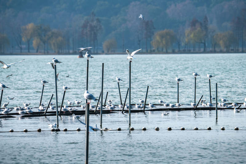 湖上白鹭栖息图图片