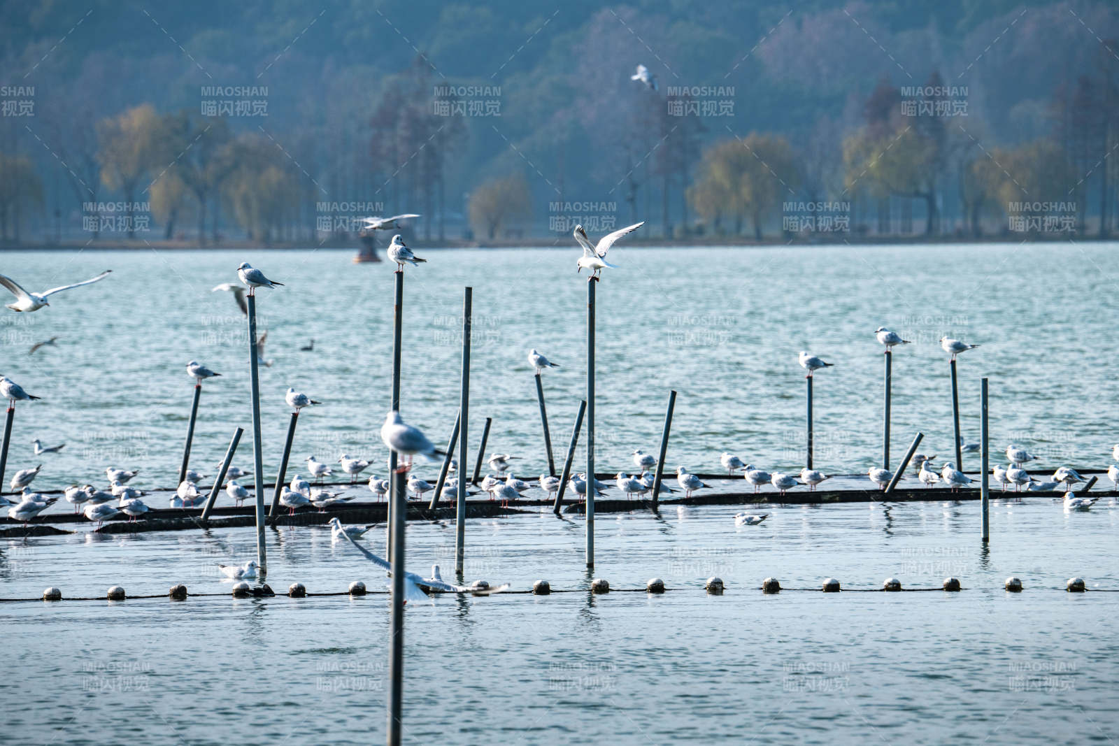 湖上白鹭栖息图图片