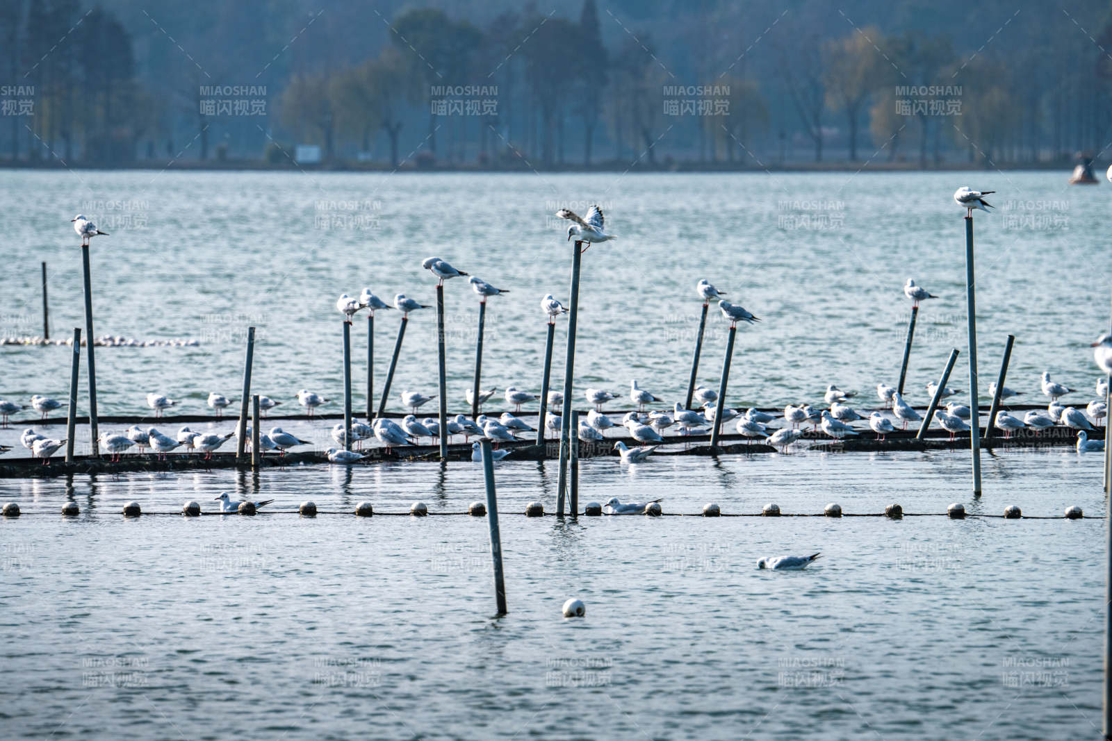 湖畔白鹭栖息图图片
