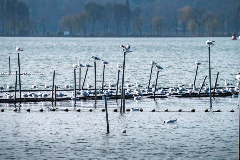 湖畔白鹭栖息图图片