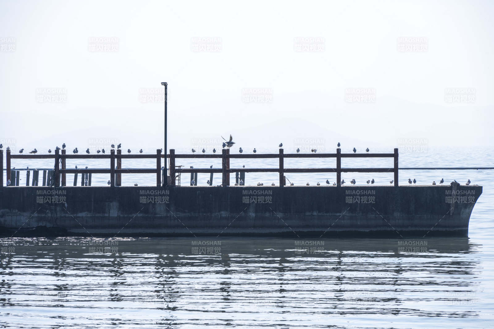 水边的船与鸟群图片