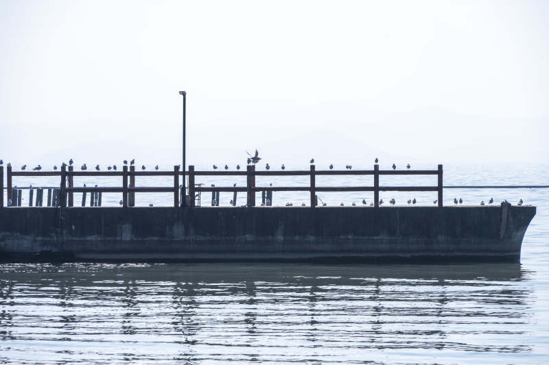 水边的船与鸟群图片