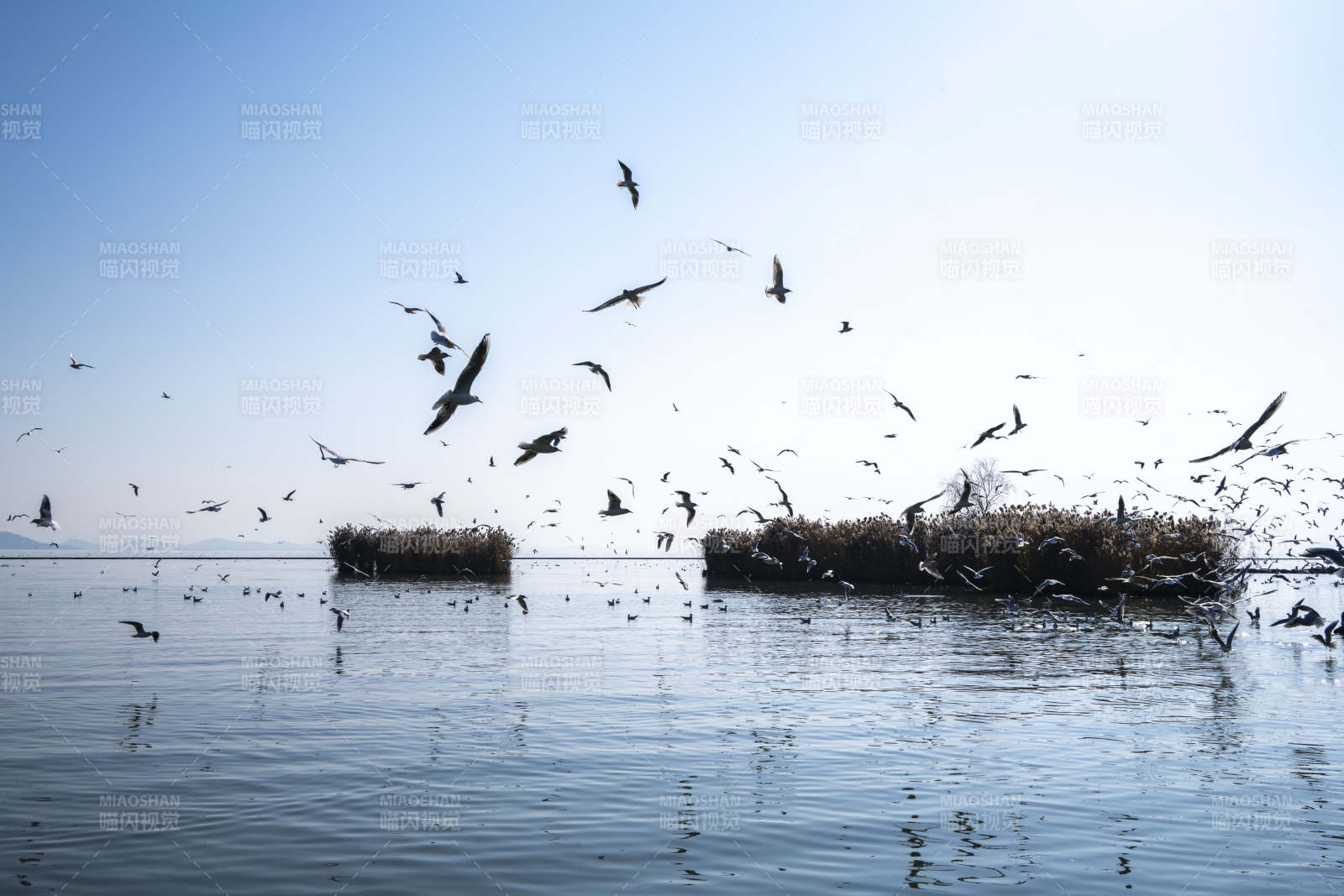 湖上飞鸟群舞图片