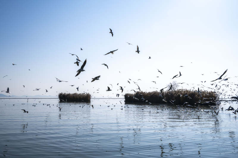 湖上飞鸟群舞图片