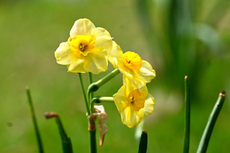 黄水仙花绽放春意浓图片