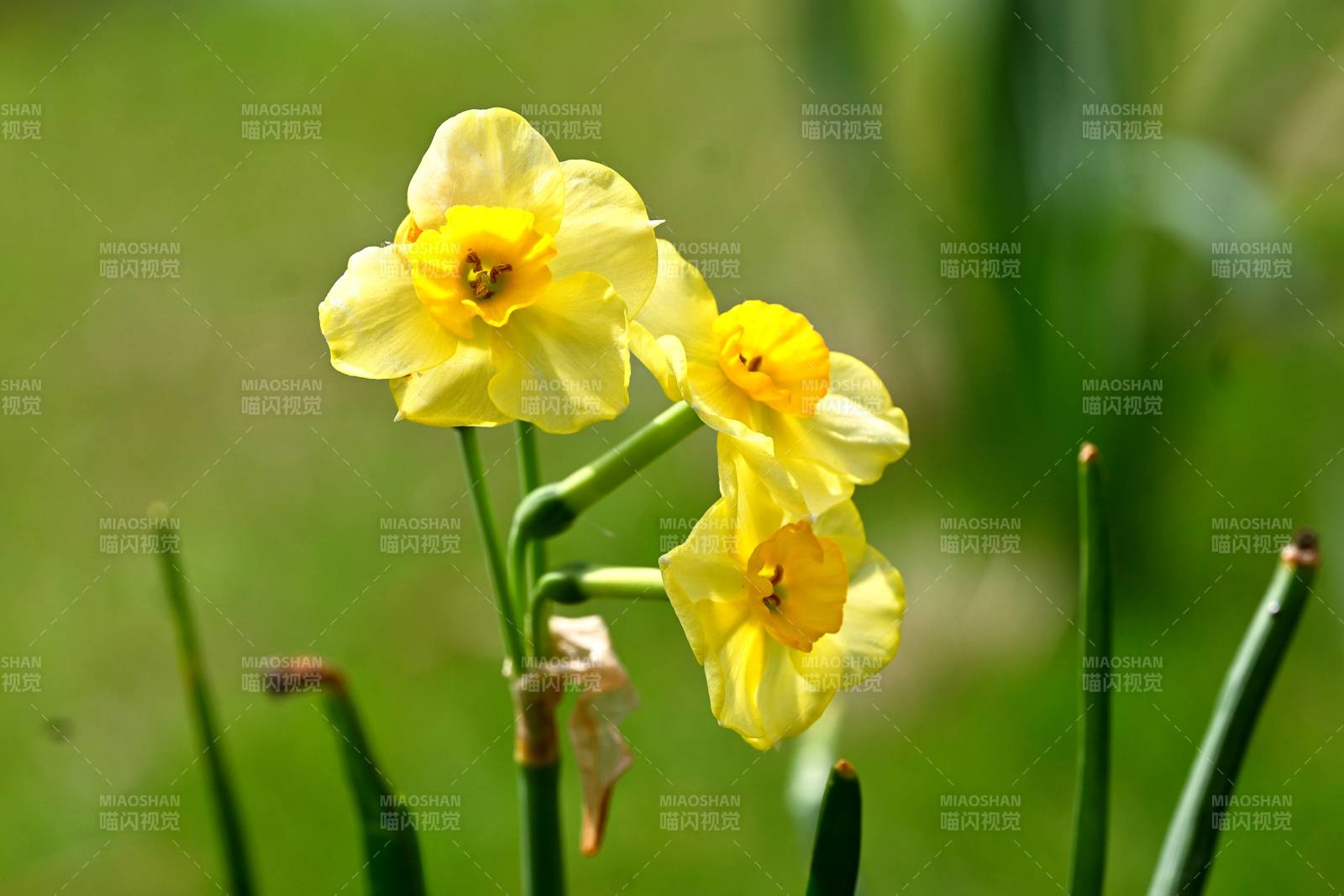 黄水仙花绽放春意浓图片