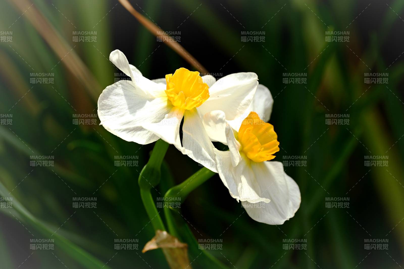 洁白水仙绽放图片