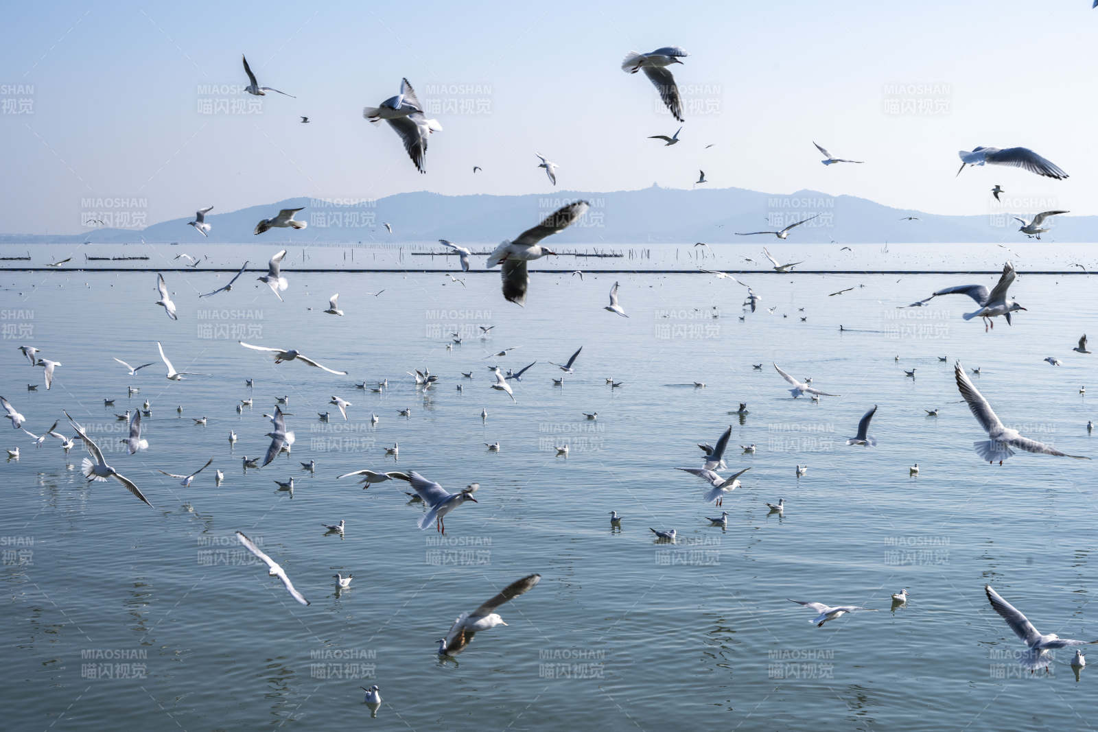 海鸥翱翔湖面图片